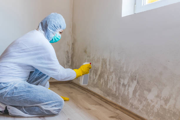 Licensed Mold Remediation service in Pasadena, MD - WQB Mold Removal